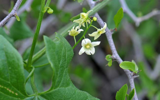 Marah gilensis, Wild Cucumber, Southwest Desert Flora